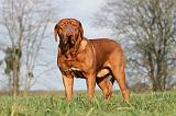 DOGUE DE BORDEAUX 116